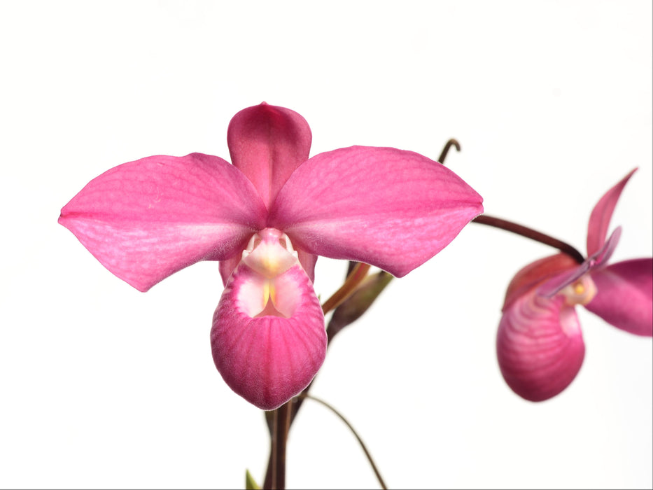 Phragmipedium Ivan Portilla