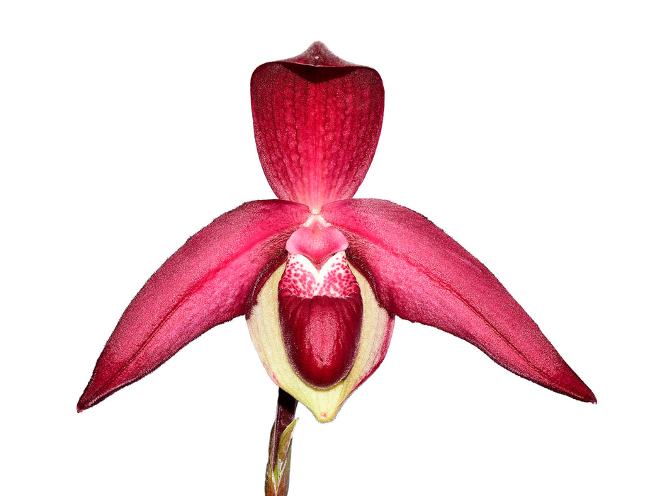 Phragmipedium Janela Portilla