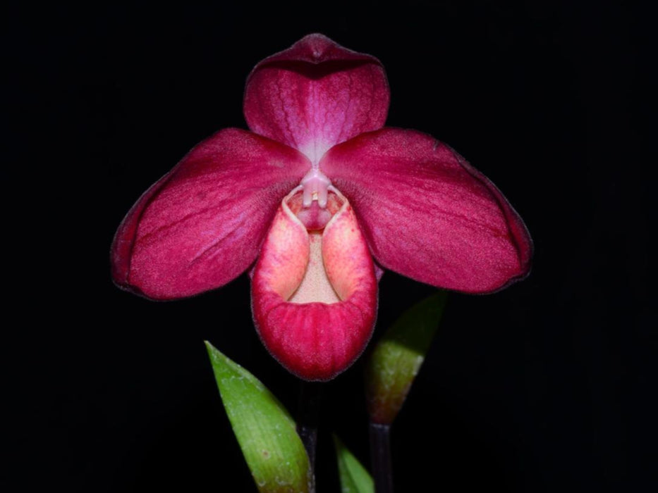 Phragmipedium La Vingtaine