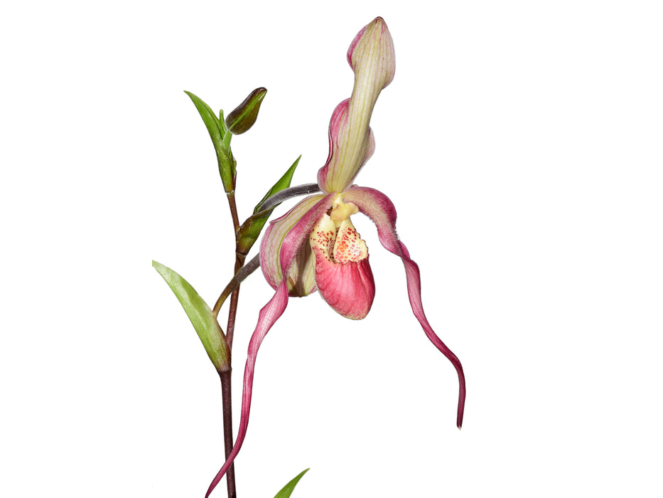 Phragmipedium Les Landes