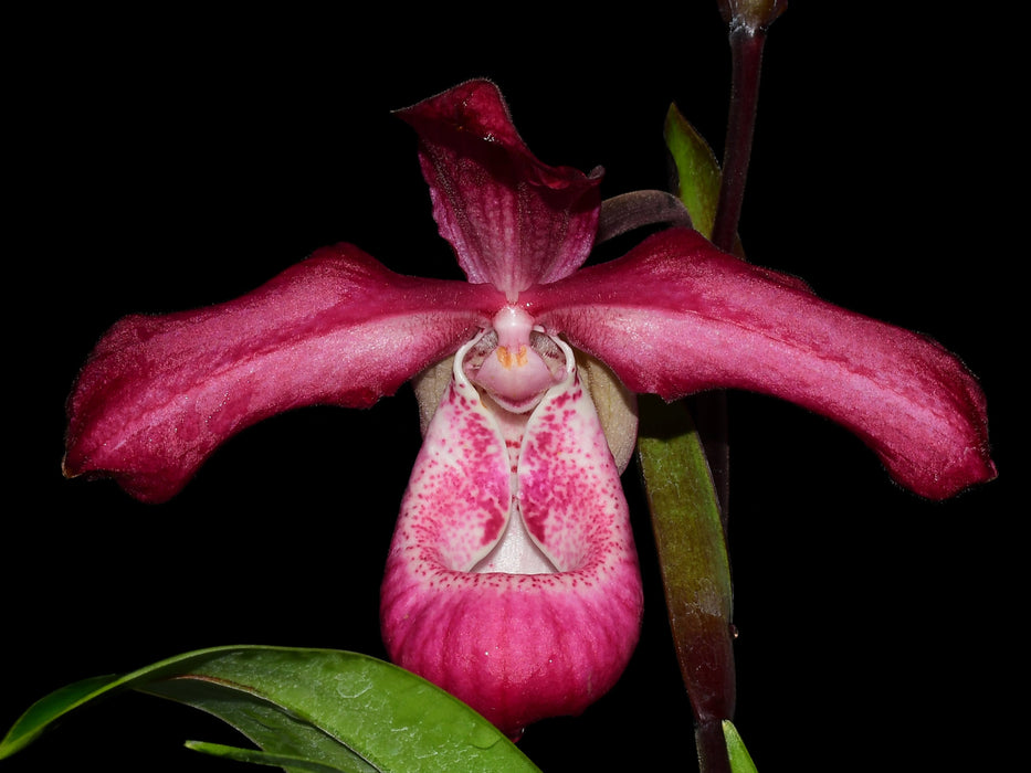 Phragmipedium Les Varines
