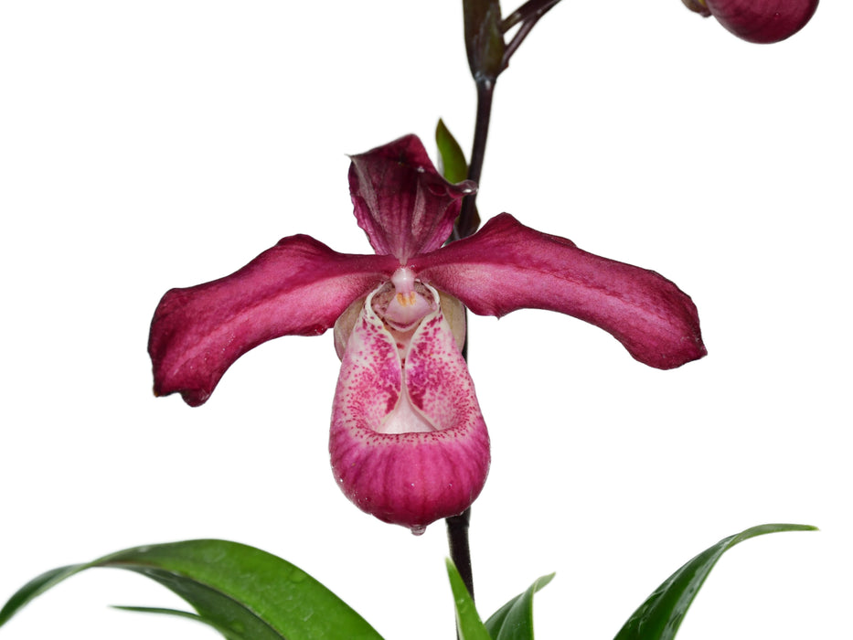 Phragmipedium Les Varines