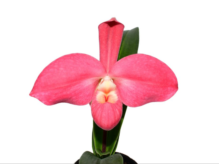 Phragmipedium Lovely Lynne