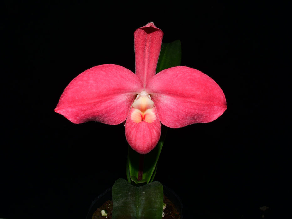 Phragmipedium Lovely Lynne