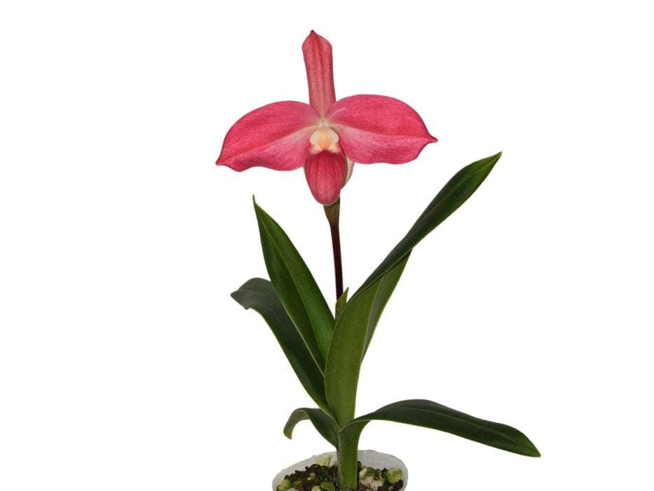 Phragmipedium Lovely Lynne