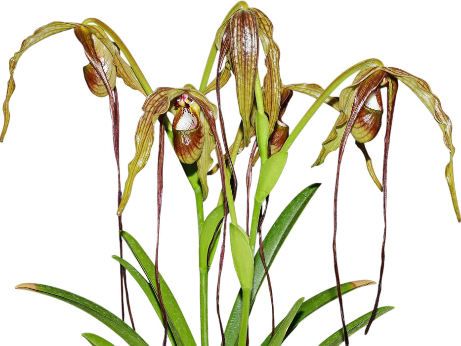 Phragmipedium Majestic Tresses