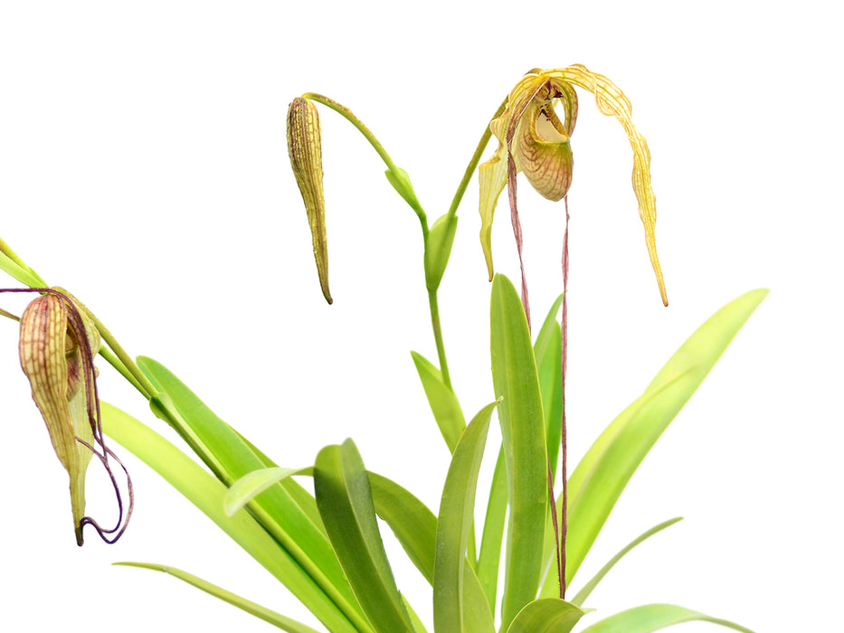 Phragmipedium Majestic Tresses
