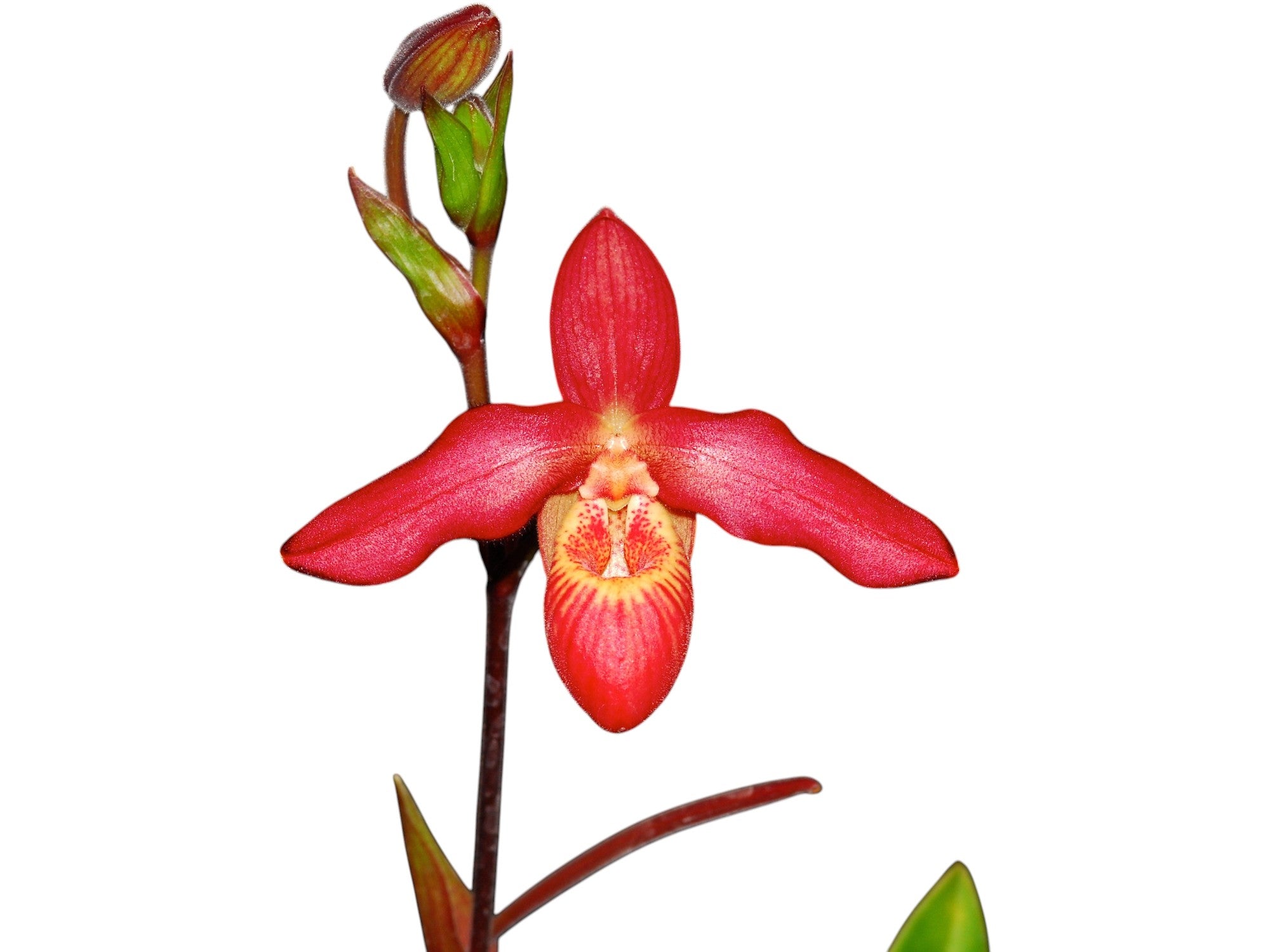Phragmipedium Memoria Dick Clements - Premium Slipper Orchid