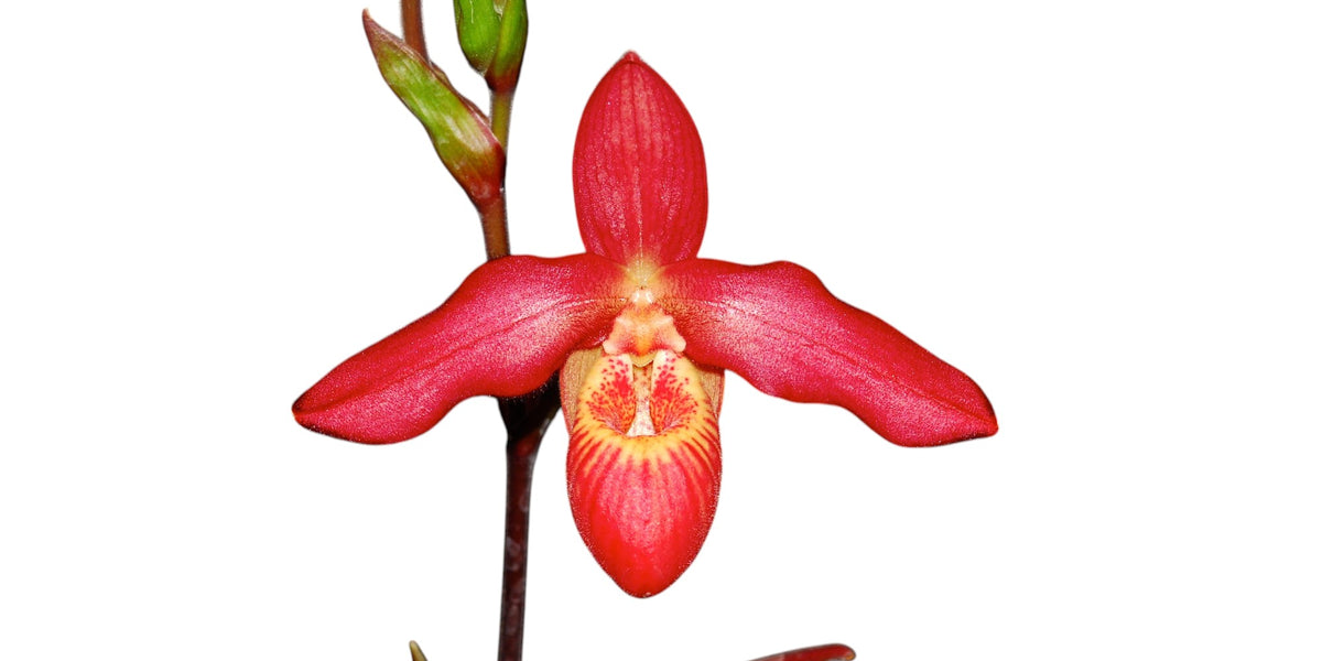 Phragmipedium Memoria Dick Clements - Premium Slipper Orchid