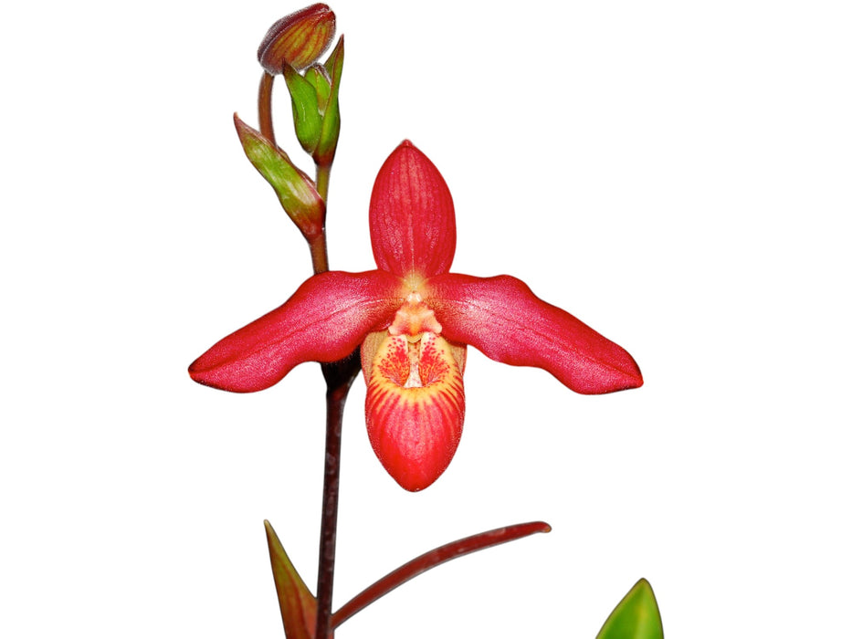 Phragmipedium Memoria Dick Clements