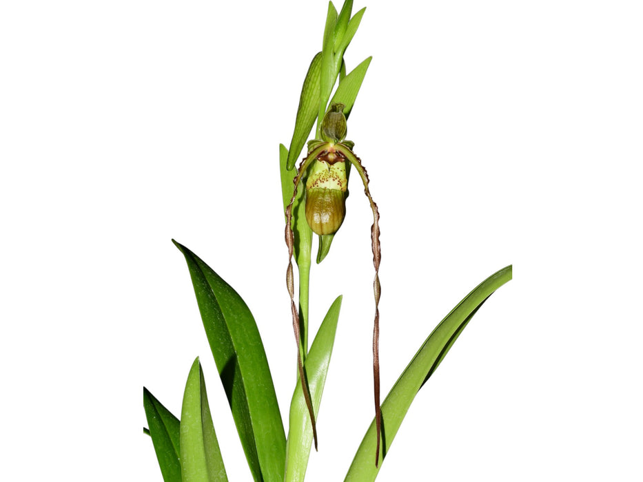 Phragmipedium Michael Riley