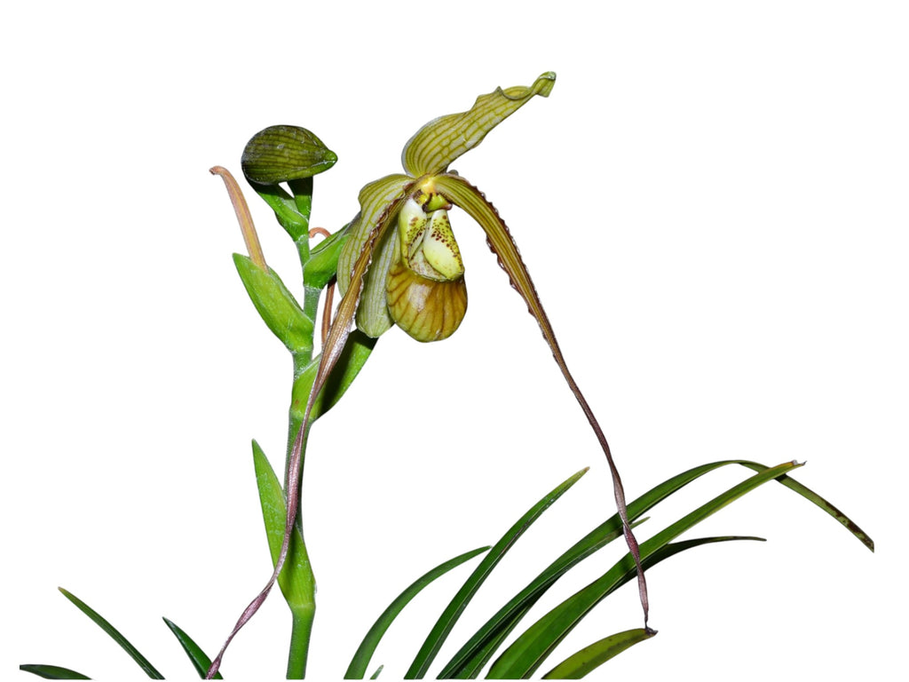 Phragmipedium — Ecuagenera USA Corp