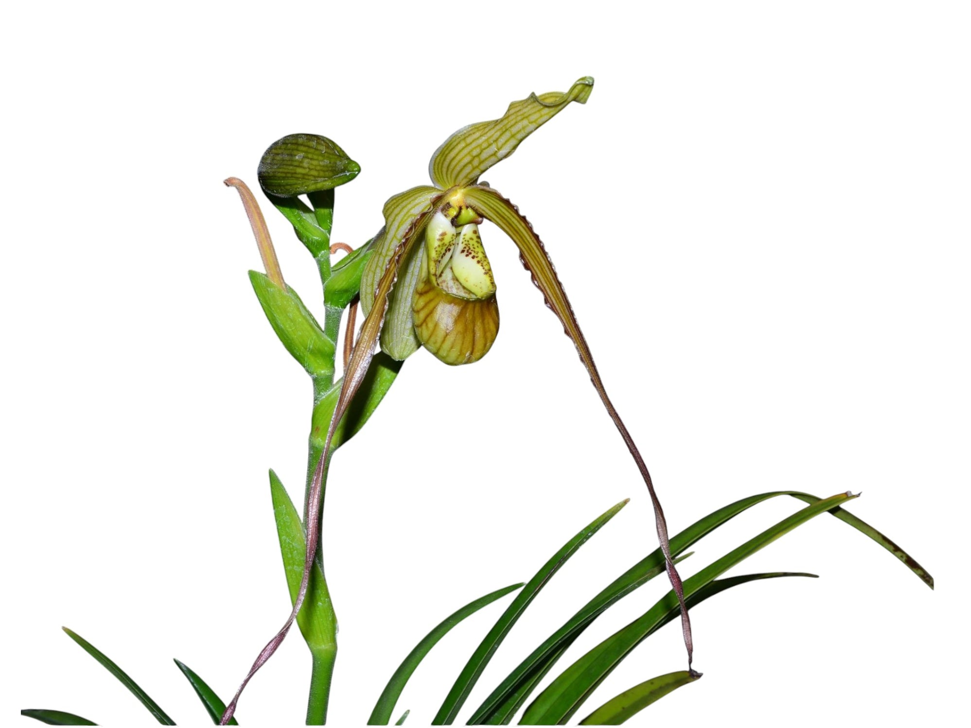 Phragmipedium — Ecuagenera USA Corp