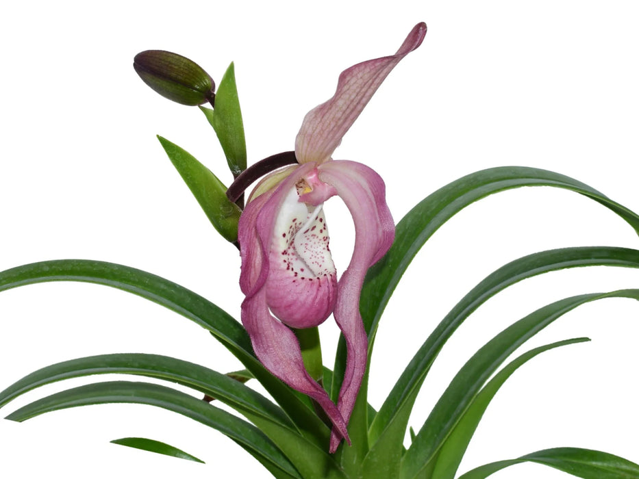 Phragmipedium Ramon de los Santos