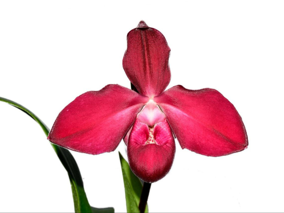 Phragmipedium Pepe Portilla