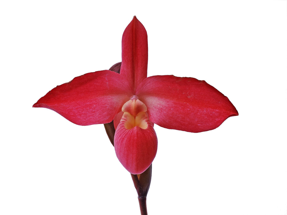 Phragmipedium Peruflora's Cirila Alca