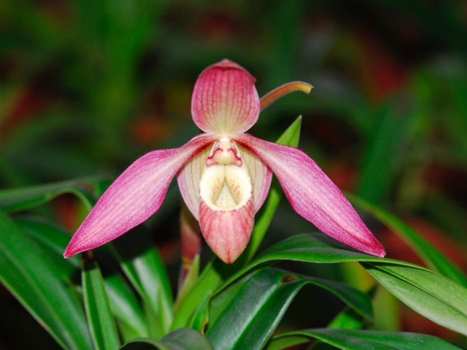 Phragmipedium Petit Anquette