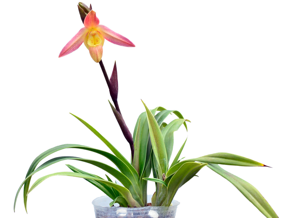 Phragmipedium Petit Anquette