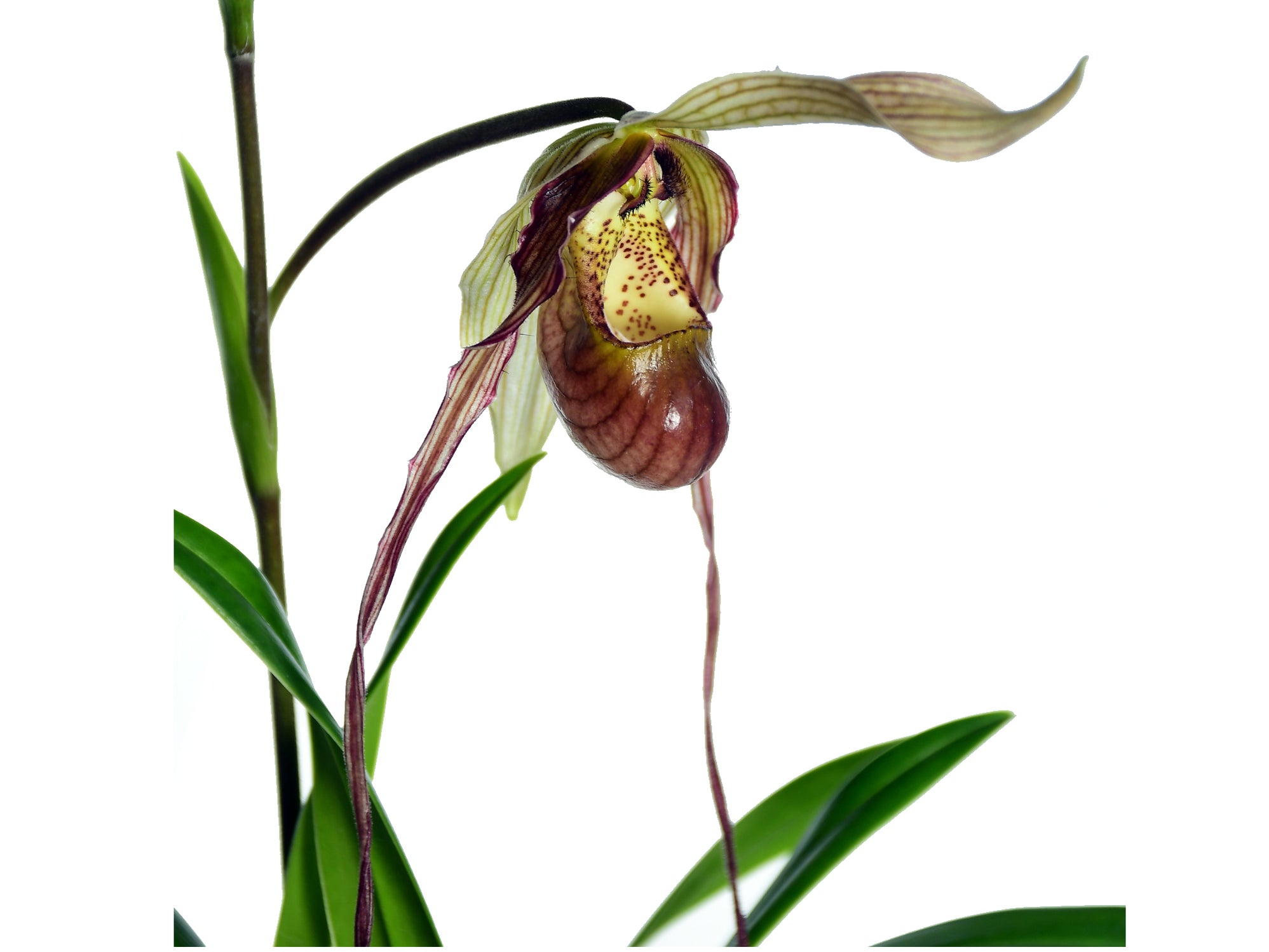 Phragmipedium Predator — Ecuagenera USA Corp