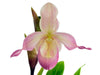 Phragmipedium Professor Braem