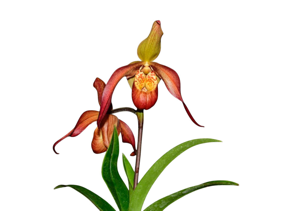Phragmipedium QF Honey