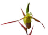 Phragmipedium Rio Mira
