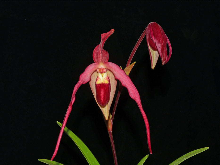 Phragmipedium Roque Sevilla