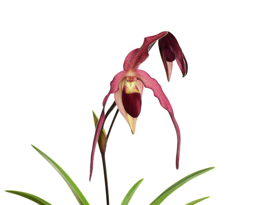 Phragmipedium Roque Sevilla