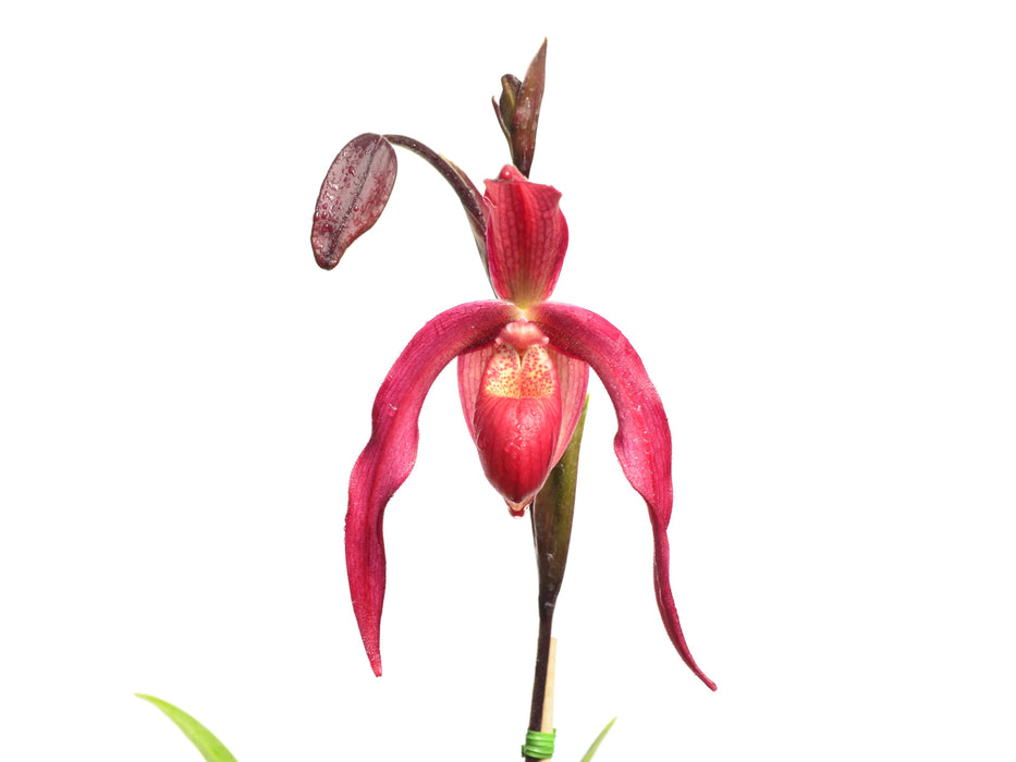 Phragmipedium Ruby Slippers