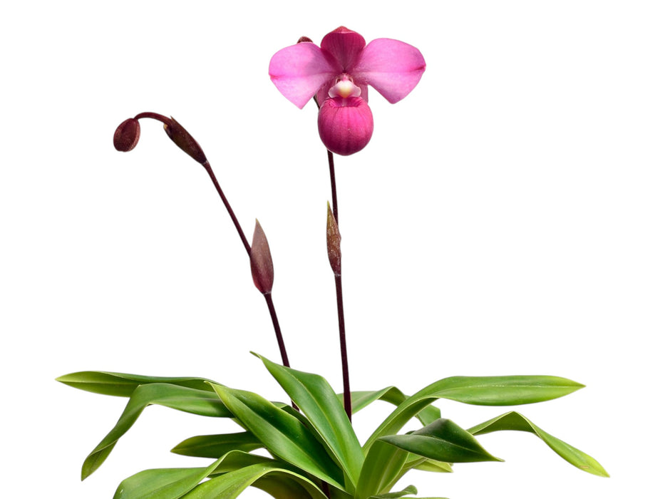 Phragmipedium Samuel Crothers