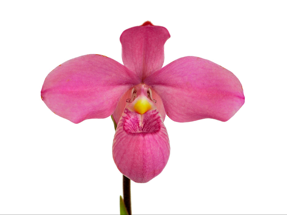 Phragmipedium Samuel Crothers