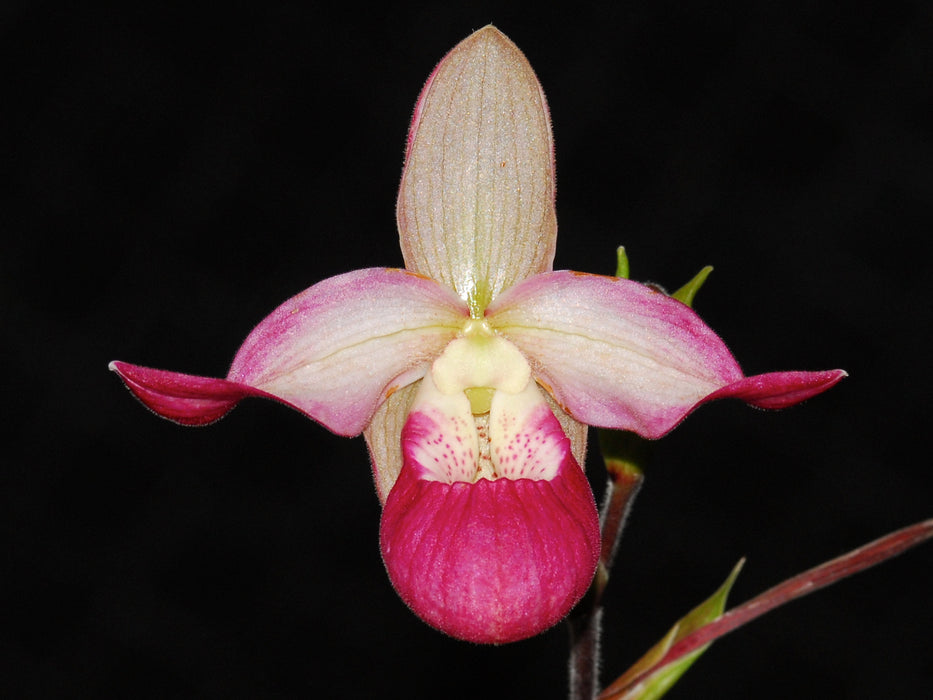 Phragmipedium Sedenii