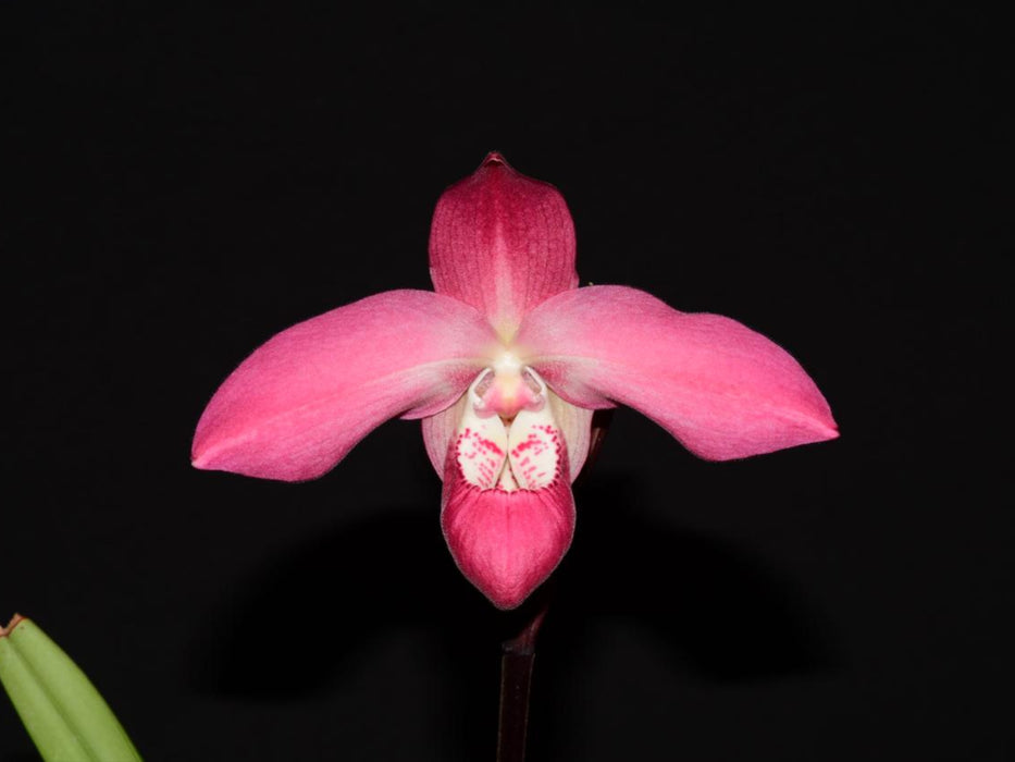 Phragmipedium Super Besseae