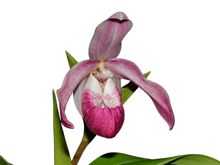 Phragmipedium Tayos