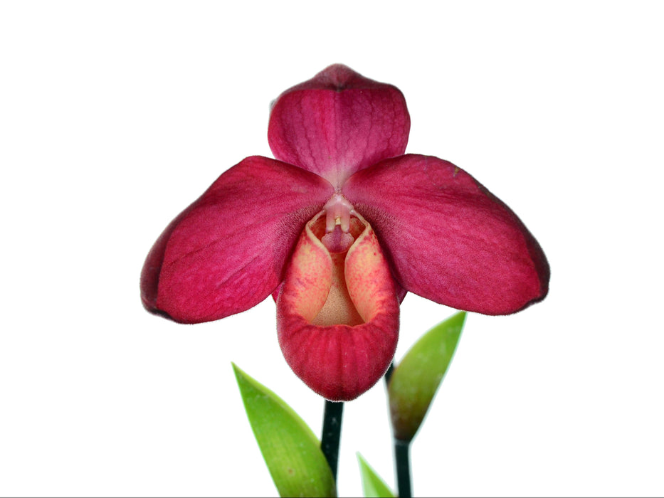 Phragmipedium Vingtaine des Mathias