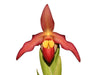 Phragmipedium Vittabess