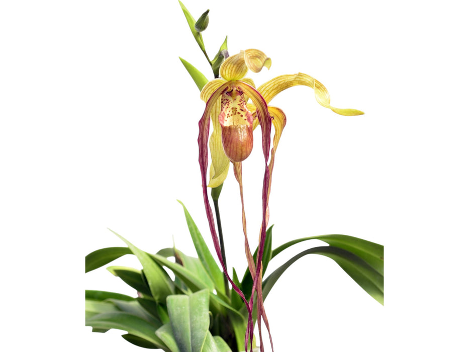 Phragmipedium Wossner Supergrande