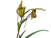 Phragmipedium Wossner Twist