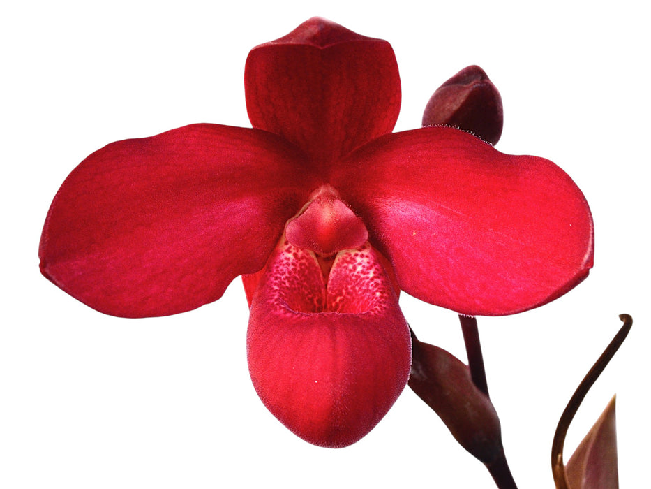 Phragmipedium Yelva Myhre