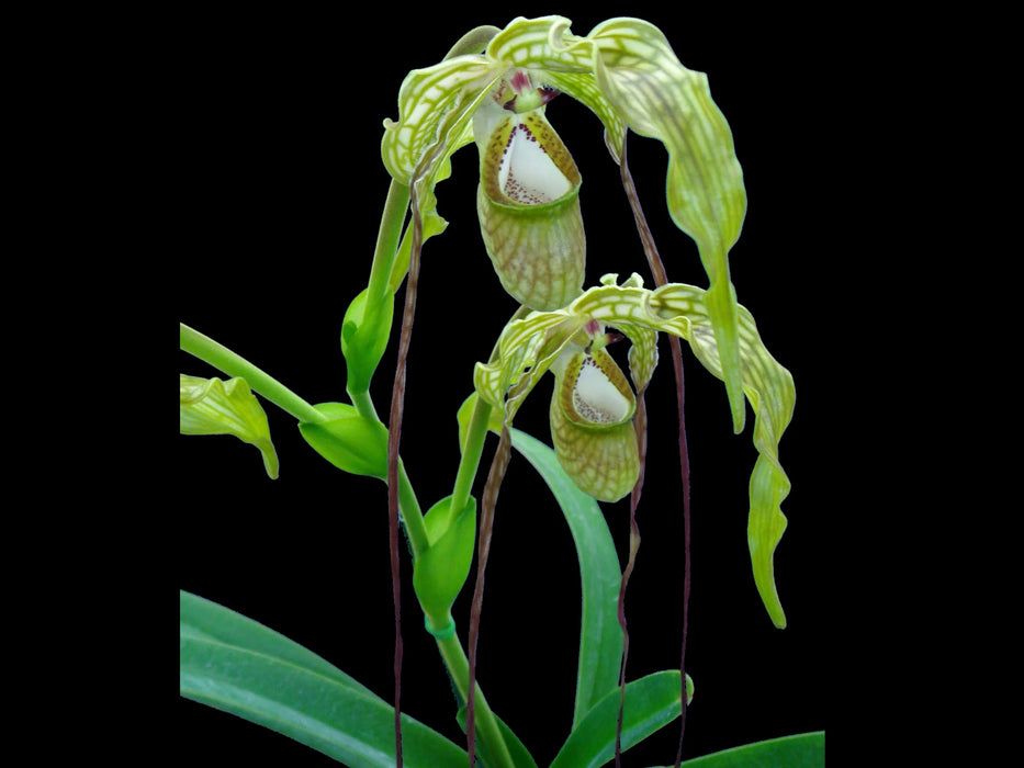 Phragmipedium caudatum 'Giganteum'