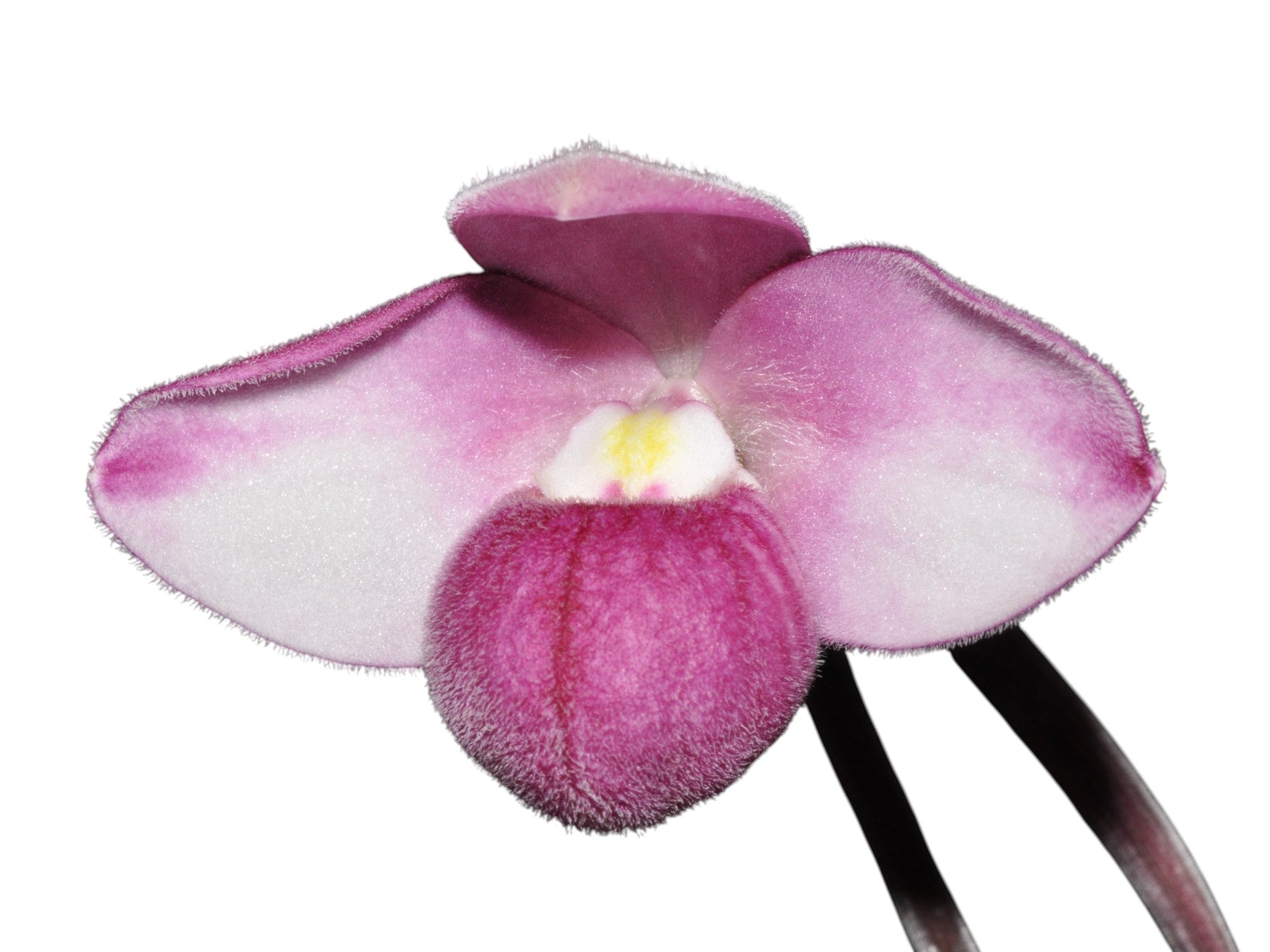 Phragmipedium fischeri — Ecuagenera USA Corp