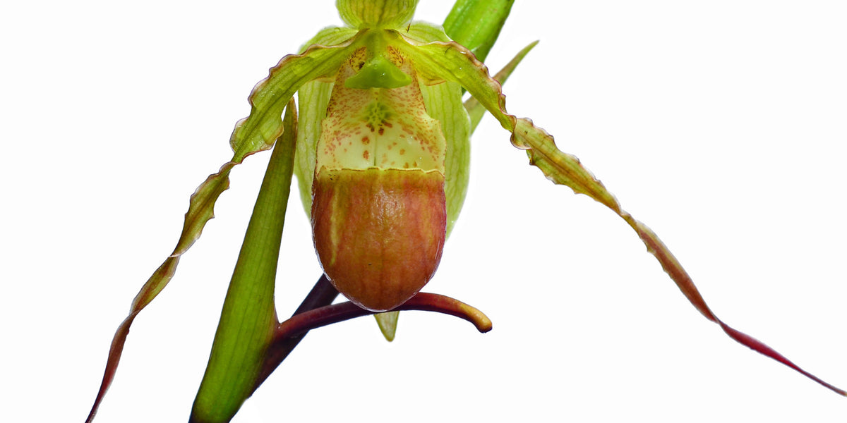 phragmipedium potting mix Phragmipedium hirtzii — Ecuagenera USA Corp