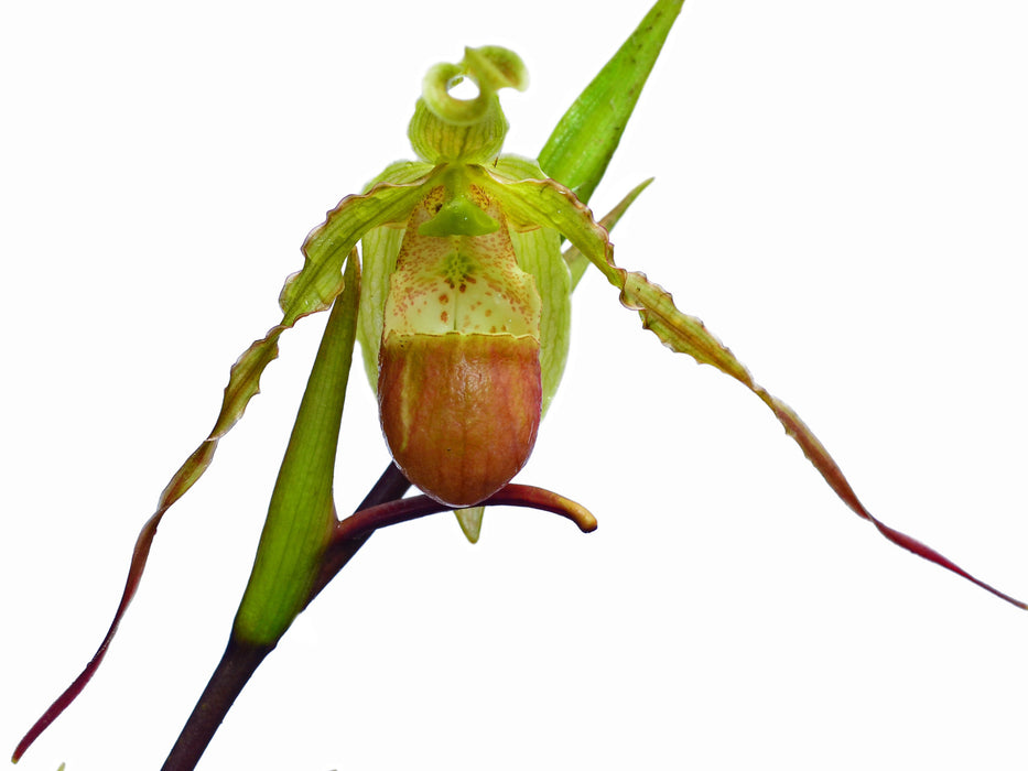 Phragmipedium hirtzii