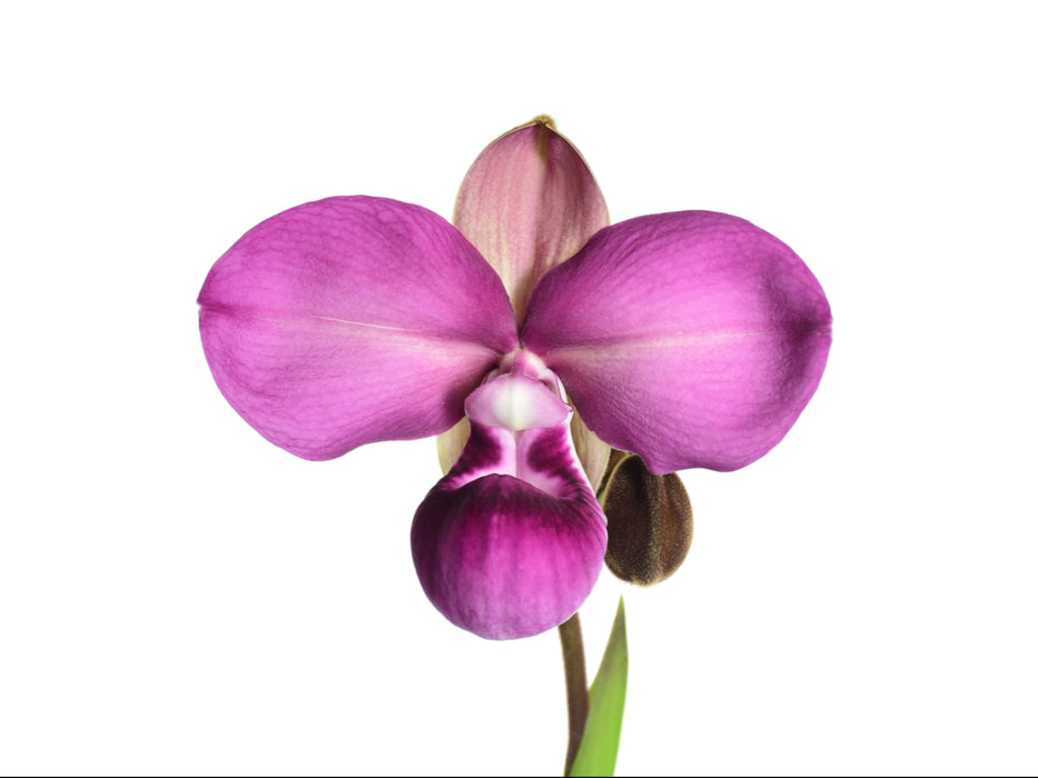 Phragmipedium kovachii