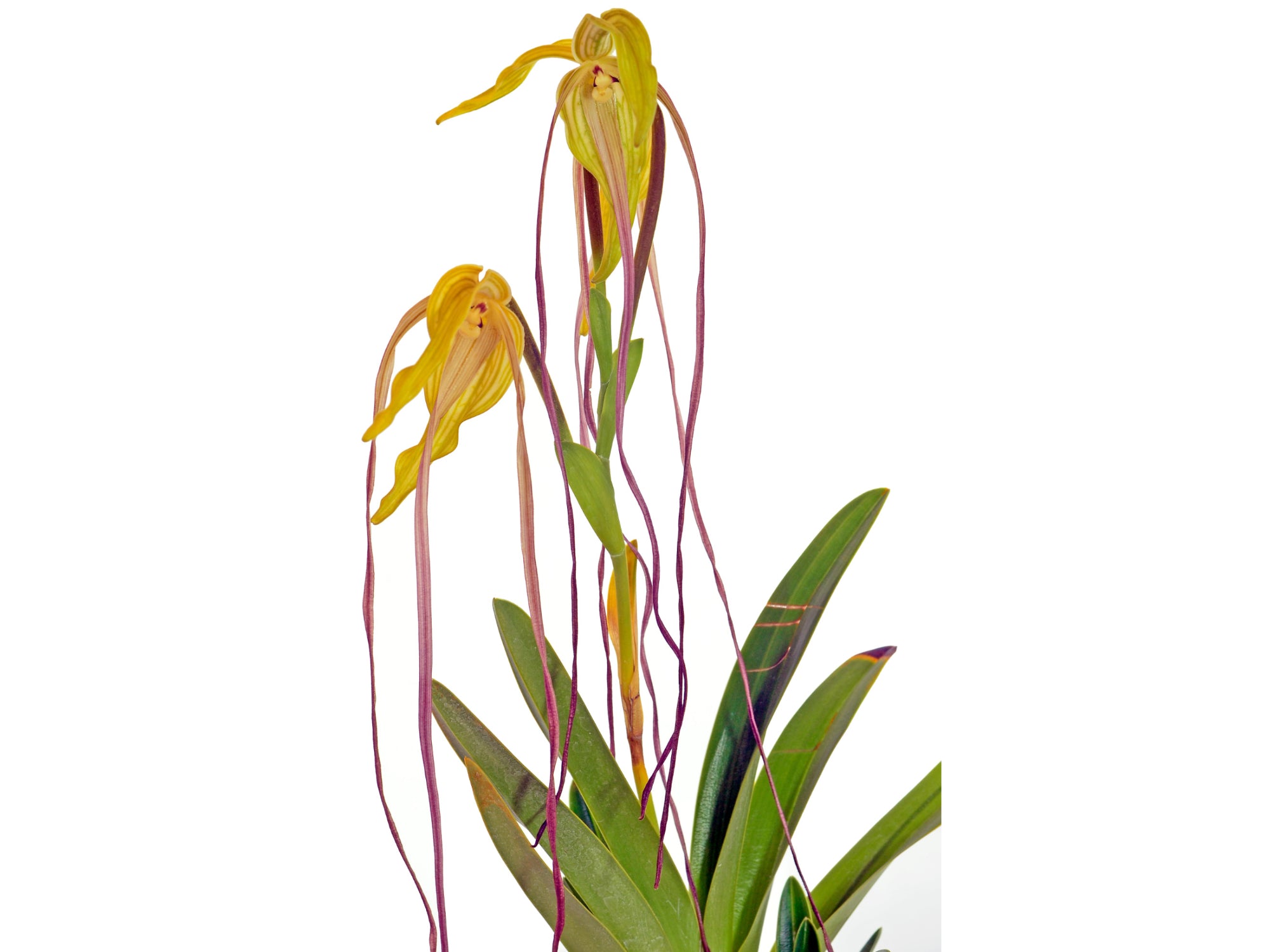 パフィオペディラム 洋らん 洋蘭 原種 Phrag. lindenii Phragmipedium lindenii — Ecuagenera USA Corp