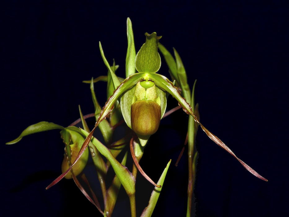Phragmipedium longifolium