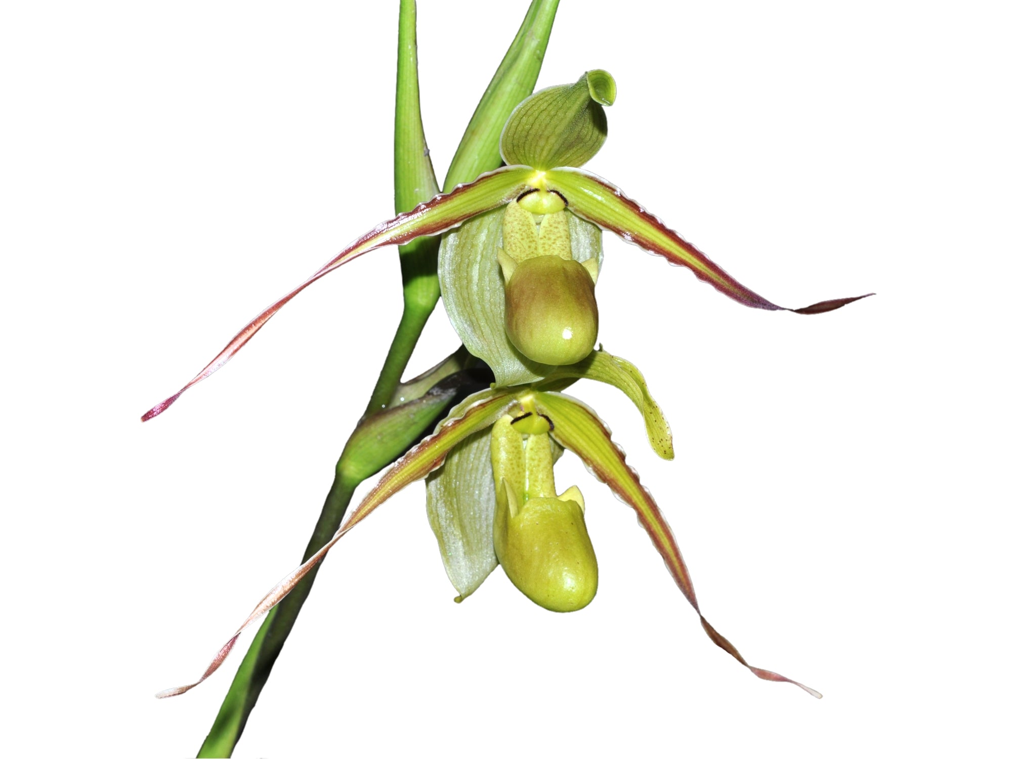 anthurium longifolium Phragmipedium longifolium — Ecuagenera USA Corp
