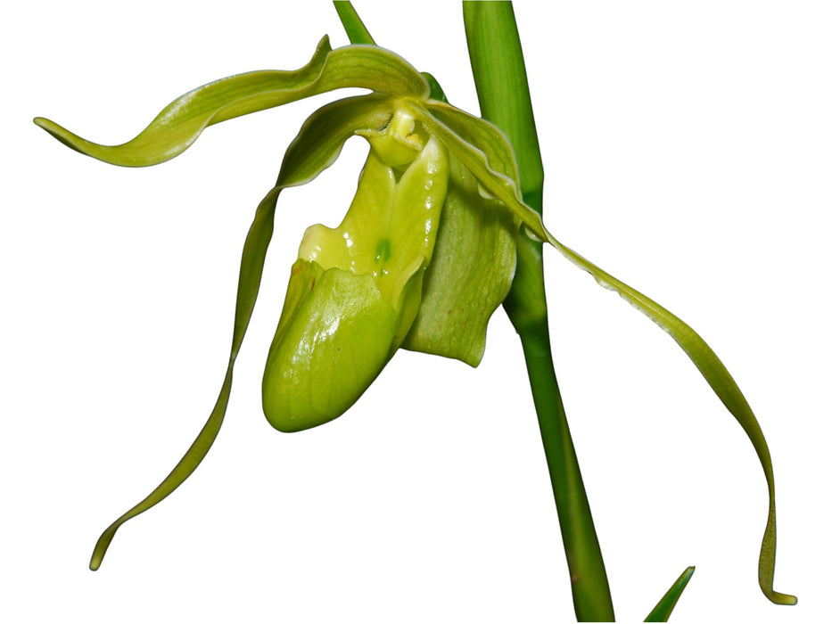 Phragmipedium longifolium f. alba
