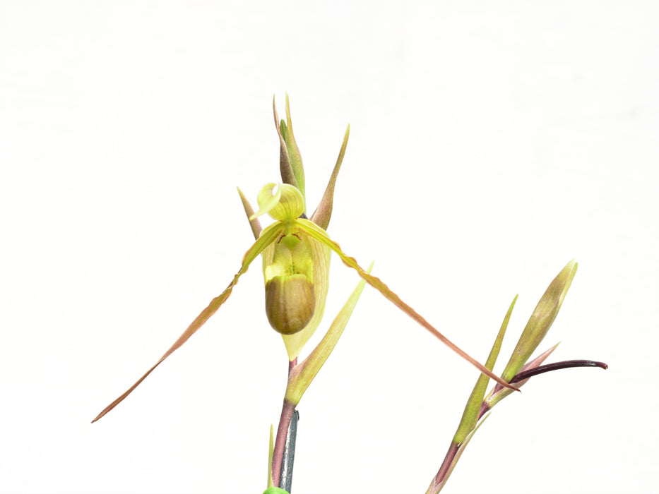 Phragmipedium longifolium form gracile