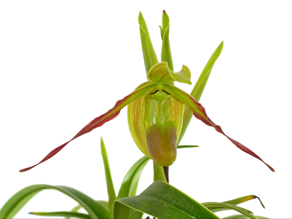 Phragmipedium longifolium form gracile